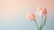 tulip flower on the pastel color