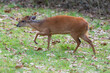 Red Forest Duiker looking for food