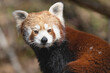 Closeup portrait of a Red Panda