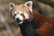 Closeup portrait of a Red Panda