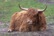 Closeup of Scottish highland cattle