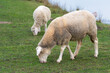 Two sheep on the dam of a lake