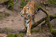 Siberian Tiger walking across a log