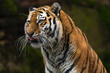 Closeup portrait of a Siberian Tiger looking to the side