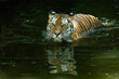 Closeup of a Siberian Tiger in water
