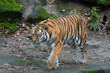 Siberian Tiger walking 