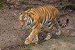 Siberian Tiger walking