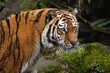 Closeup portrait of a Siberian Tiger