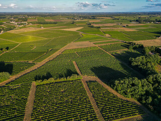 Wall Mural - Aerial view Bordeaux Vineyard at sunrise, Entre deux mers, Gironde. High quality photo