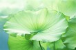 Closeup of green lotus leaf with selective focus and shallow depth of field, natural background.