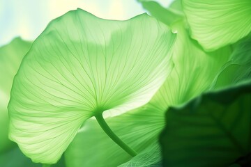 Closeup of green lotus leaf with selective focus and shallow depth of field, natural background.