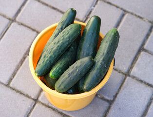 Organic green cucumbers in yellow bucket standing outdoors.