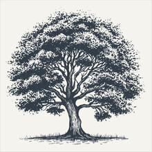 Oak Tree. Vintage Woodcut Engraving Style Vector Illustration.