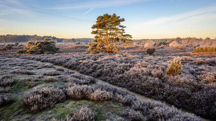 dutch heathland landscape in winter season with pine tree and juniper in the rural province of drent