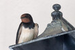 Cute swallow portrait on top of a lamp.
