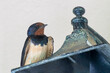 Cute swallow portrait on top of a lamp against a white wall. 
