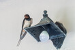 Swallow portrait on top of a lamp against a white wall. 
