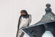 Swallow portrait on top of a lamp. Close up view.
