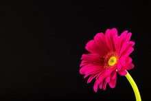 Pink Gerbera Flower And Copy Space On Black Background