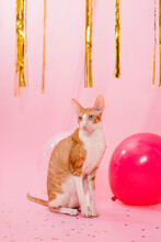 Cute Ginger Cat Cornish Rex For Birthday With Balloons And A Gift On A Pink Background