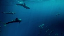 Diving Below The Surface Of The Pacific Ocean To Reveal A Stunning Scene Of Hundreds Of Toothed Pilot Whales Swimming In Clear Deep Blue Water