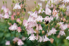 Delicate Pink Aquilegia Flowers And A Bee In The Garden In Summer
