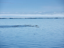 Pod Of Killer Whales Swimming Above Ocean Surface Off Antarctic Peninsula, Weddell Sea, Antarctica

