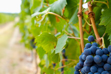 Close Up Of Red Wine Grapes
