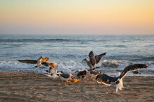 Seagulls Eating Cheese And Crackers At The Beach, Horizontal