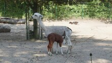 A Small Alpaca Is Nursing From Its Mother. Both Animals Are Standing. Medium Static Shot.