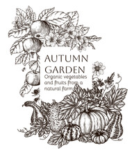 Vector Frame Autumn Garden In Engraving Style. Apple Tree Branch, Pumpkin Variety And Autumn Flowers