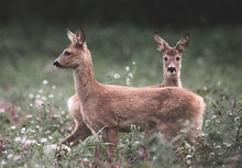 Two Roe Deer (Capreolus Capreolus) In The Field