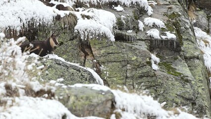 Wall Mural - At rest, the Alpine chamois (Rupicapra rupicapra)