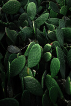Close-up View Of Vibrant Green Cacti Plants Filling The Frame