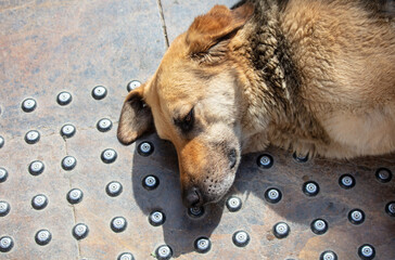 Wall Mural - Portrait of a dog lying on the road