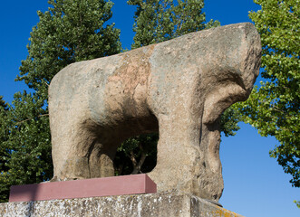 Male pig in Salamanca, Castilla y Leon, Spain