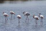 Fototapeta Paryż - Flamingos in Ria Formosa, Faro, Algarve, Portugal