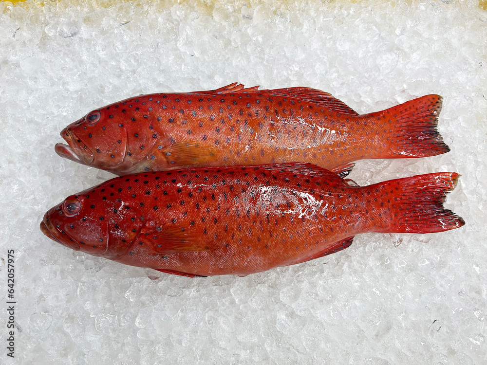 fresh raw cold seafood seven star whole fish ikan head, fillet, meat ...