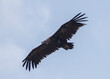Black Griffon Vulture, Las Arribes del Duero Natural Park, Aldeadavila de la Ribera, Salamanca, Spain