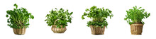 Organic Vegetable Arugula Tree Rooted In Basket Isolated On Transparent Background