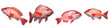 Fresh red grouper fish on a transparent background