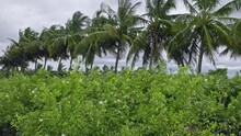 A View Of Jasmine Plantations With Tall Coconut Trees In The Background