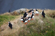 puffin bird in Iceland on the rocks