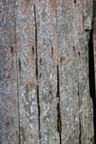 Fototapeta Las - une ancienne planche de bois, très rugueuse et texturé avec de la mousse et des troues