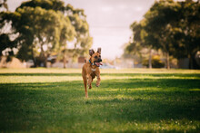 Dog Running In The Park
