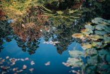 Reflections Of Garden In Pond