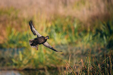 Pacific Black Duck Flying