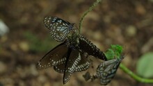 Six Butterflies Hanging From A Branch