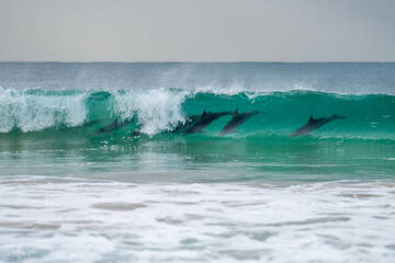 dolphin surfing waves on a beach