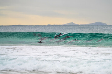 Wall Mural - dolphin surfing waves on a beach